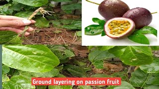 Ground layering on passion fruit [upl. by Daren921]