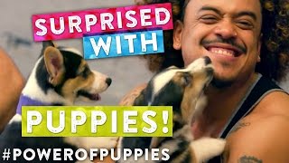 Can Puppies Fix Boredom PowerofPuppies [upl. by Hsu]