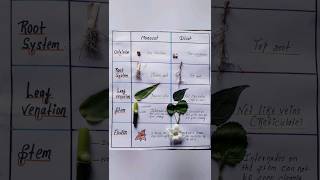 Identification of monocot and dicot plants easy shorts [upl. by Ellene525]