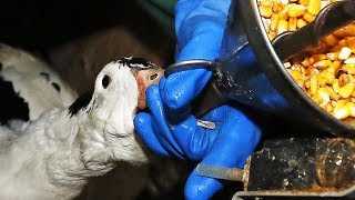 NYC to Ban Foie Gras Is Meat Next [upl. by Trebloc]