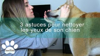 3 astuces pour nettoyer les yeux de son chien  Assur OPoil [upl. by Liebermann]