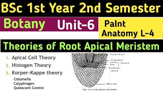 Theories of Root Apical MeristemApical Cell TheoryHistogen TheoryDermatogenPleromePeriblem [upl. by Tremayne]