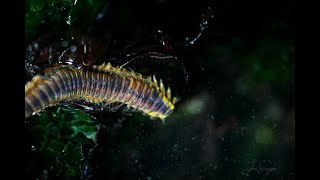 Intertidal WildernessEpisode 5 Salish Sea Polychaete Worms [upl. by Eimmot151]