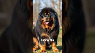 Tibetan Mastiffs The Legend of the Worlds Wildest Dog [upl. by Dayiz]