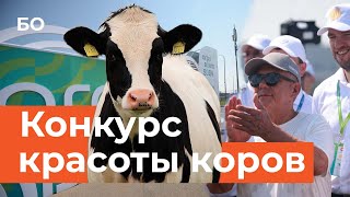 Конкурс на лучшую корову Штефан Дюрр и Минниханов на «Агроволге2024» [upl. by Boggs]