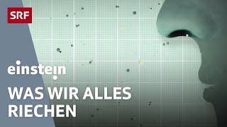 Unser Geruchssinn – Wie Düfte unser Leben beeinflussen  Einstein  SRF Wissen [upl. by Alitta]