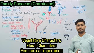 916 Family Poaceae Gramineae  Characteristics of Family Poaceae Biology class 11 [upl. by Alicul]