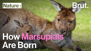 How Marsupials Are Born [upl. by Leta]