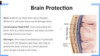 Protective Layers of the Brain [upl. by Nairrot]