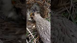 Nestled Nuggets Witnessing Skylark Bird Chicks Hatch [upl. by Nalyt25]