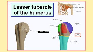 lesser tubercle of the humerus [upl. by Etteraj]