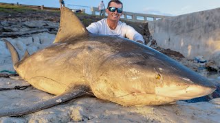 REVENGE on MASSIVE Bull Shark Catch Clean Cook [upl. by Eltsirhc]