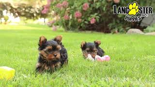 Adorable Yorkshire Terrier Puppies [upl. by Onibas466]