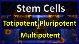 Stem Cells  Totipotent VS Pluripotent VS Multipotent Stem Cells [upl. by Bloomer]