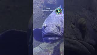 What you looking at underwaterlife jewfish staringcontest divingadventures explore adventure [upl. by Enovad]