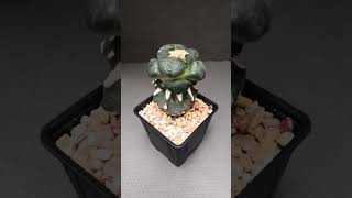 Ariocarpus cv Godzilla [upl. by Akilaz]