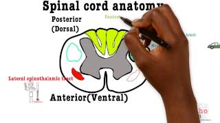 Basic Sciences  Spinal cord cross section [upl. by Ainesell]