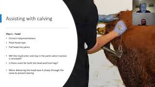 Young Farmer Series  Module 5  Calving Cows and First Aid [upl. by Ledoux]