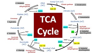 TCA Cycle  Crebs Cycle  Citric Acid Cycle  Biochemistry Basics [upl. by Riccardo]