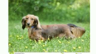 Miniature Long Haired Dachshund [upl. by Child12]