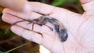 Nepenthes attenboroughii digesting shrew on Mount Victoria Palawan Philippines [upl. by Trimmer777]