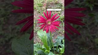 Gerbera Decorative garden Flower plant🌷🌱gerbera gerberaflower asmr gardenflowers barbertondaisy [upl. by Uhej128]