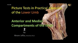 Picture Tests in Anatomy Lower Limb Thigh Anterior 2 [upl. by Ahseyi]