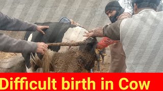 Difficult birth in Cow dystocia [upl. by Hallsy669]