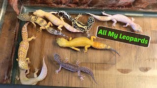 Leopard Geckos Roaming My Room [upl. by Ymmaj]