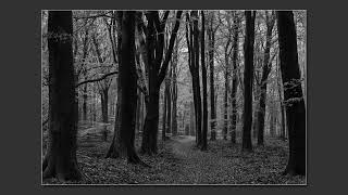 Hoge Veluwe forest in Netherlands [upl. by Katharyn496]