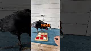 Smart Crow Plays Tic Tac Toe [upl. by Taro]