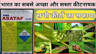 Acephate 75sp। adama acemain। tata asataf। acefate 75। best insecticide। [upl. by Sinoda]