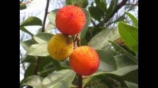 Medronheiro Arbutus unedo  Strawberry Tree [upl. by Attenaz]