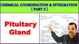 Chemical Coordination and Integration for NEET  PART 2  Pituitary Gland [upl. by Zebapda]