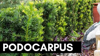 Podocarpus [upl. by Oilicec]