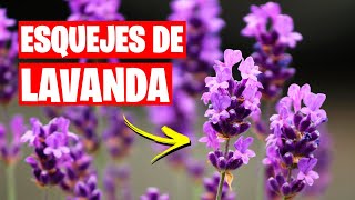 Como Hacer Esquejes de Lavanda  La Huerta de Ivan [upl. by Gareth431]