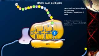 Lezione 21  Sintesi proteica e codice genetico [upl. by Christi1]