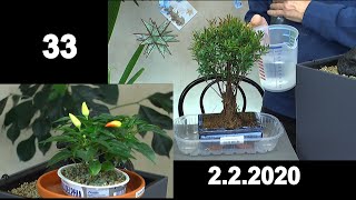 Bonsai Anzucht Bonsai Pflege Indoor Bonsai in der Praxis ganz einfach wachsen lassen [upl. by Dworman]