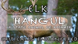 HangulA short Documentary on Kashmiri Red Stag [upl. by Micheal117]