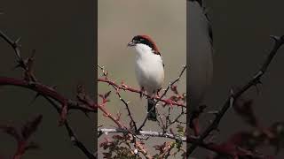 The woodchat shrike Lanius senator singing [upl. by Atews860]