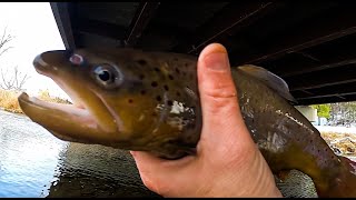 The Quest to Catch BIG Winter Brown Trout in SE Minnesota [upl. by Nnylirej]