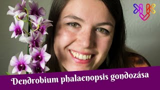 Dendrobium phalaenopsis orchidea gondozása és alap tudnivalók [upl. by Htrow]