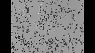 Cell images following deoxygenation with nitrogen [upl. by Rialc904]