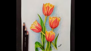 Easy Tulip Flower For Beginner  Using Colour Pencils [upl. by Artined21]