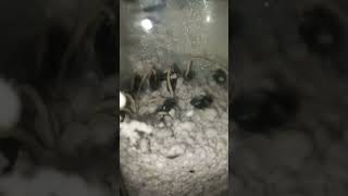 Update on the seeds of quotspicy cherimoyaquot from the previous video [upl. by Parthen692]