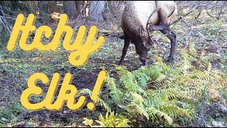 Elk Itching Themselves And Checking out the Camera [upl. by Hcone]