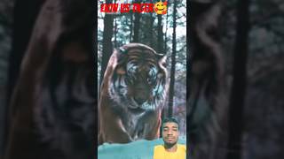 tiger lion animals cat shortsvideo youtubeshorts shortsviral shortsfeed funny crazy 8bit [upl. by Brenda]