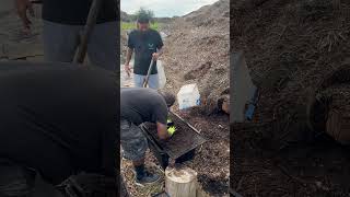 World‘s greatest composters￼ the boys are helping me sift [upl. by Wilbur884]