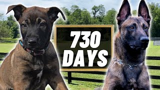 2 Years Of Training In 4 Minutes PT2 Building The ULTIMATE Belgian Malinois [upl. by Haziza]