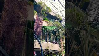 Exploring Barbican Conservatory 🌳 [upl. by Llenet823]